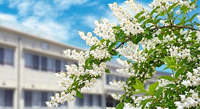 卯の花と校舎